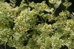 Dalbergia horrida